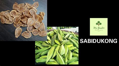 sabidukong plant|Sabidukong Seeds .